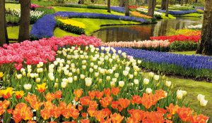 blomster i Holland og Belgien